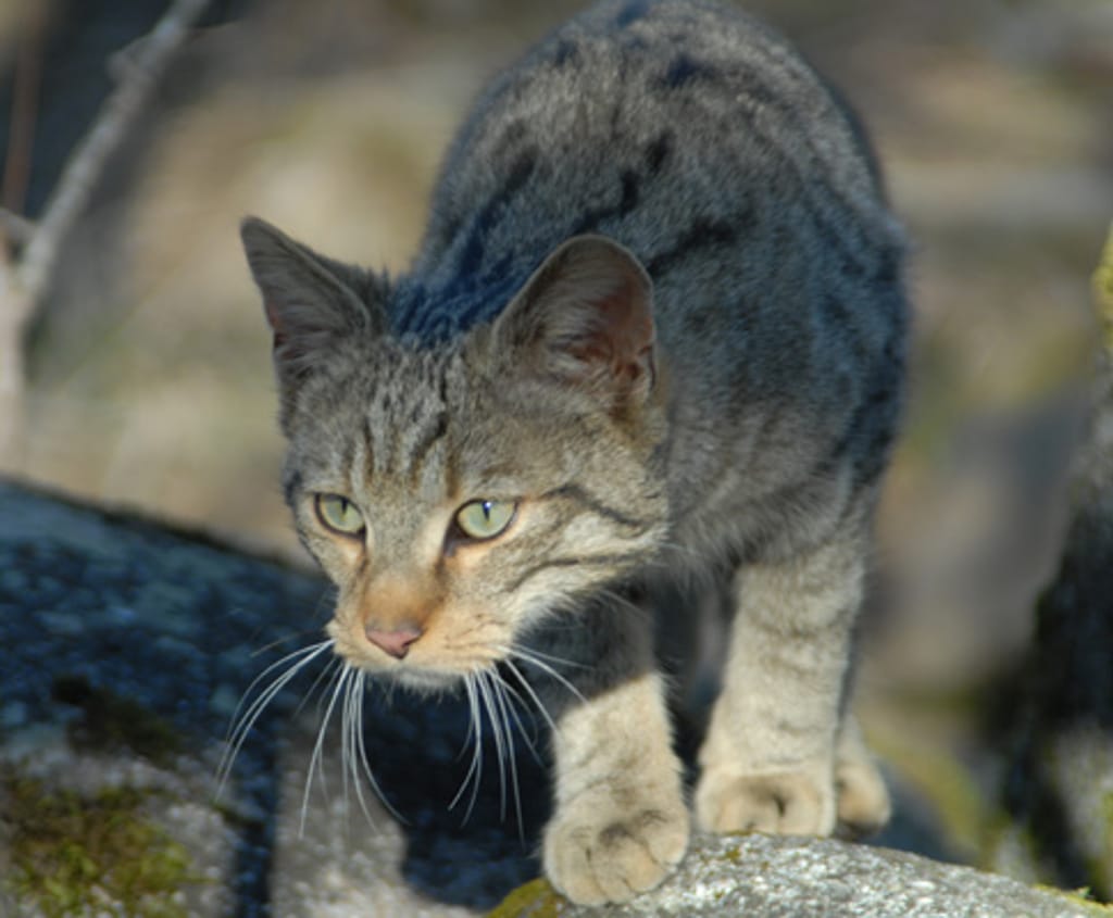 O último felino selvagem existente em Portugal - Foto Lusa