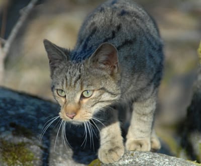 Último felino selvagem em risco de extinção - TVI