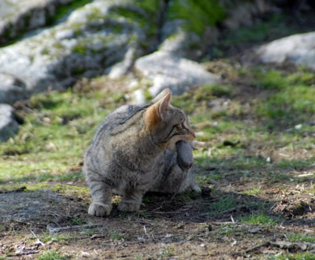 Gato-selvagem em risco de extinção