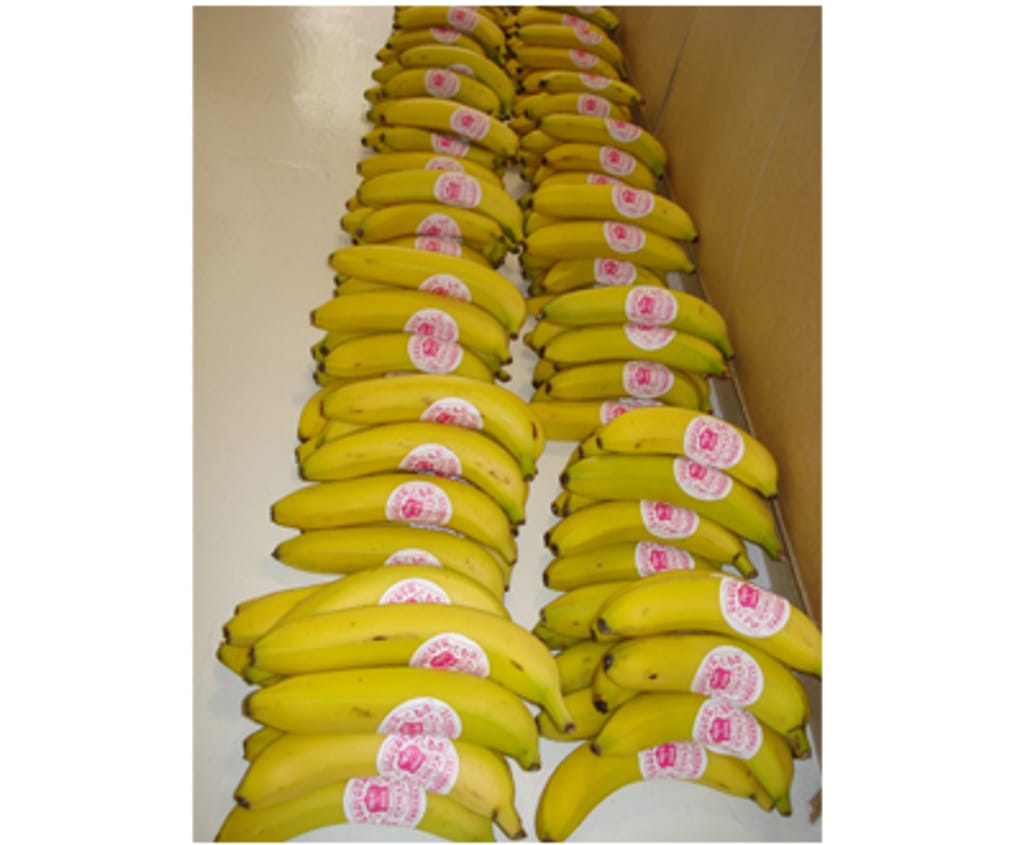 O Sinos distribuiu bananas pelas agências