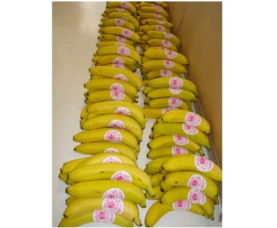 Bananas têm proteínas que previnem vírus da sida - TVI