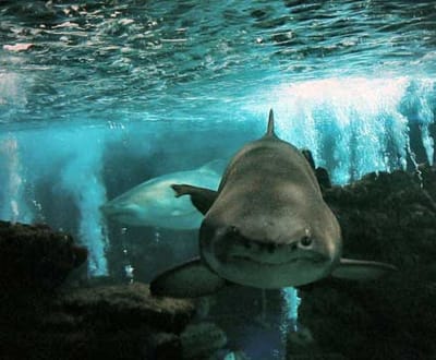 Cientistas australianos criaram aparelho para afastar tubarões - TVI
