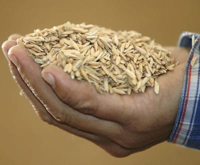 Especulação nos cereais tende a acabar após excedentes - TVI
