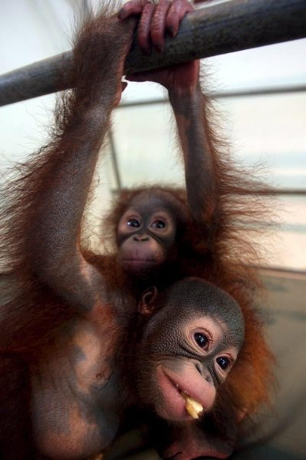 Orangotango em vias de extinção
