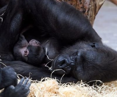 Prevenção de doenças humanas contribui para «salvar» gorilas - TVI