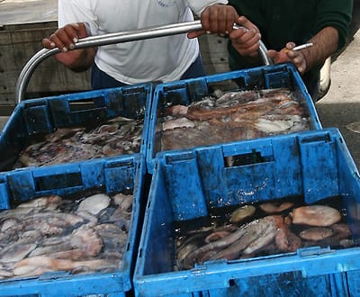 Corvina: pescador diz ter perdido «mais de sete ou oito mil contos» - TVI