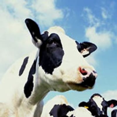Portugal  pode levantar embargo à exportação de carne de vaca - TVI