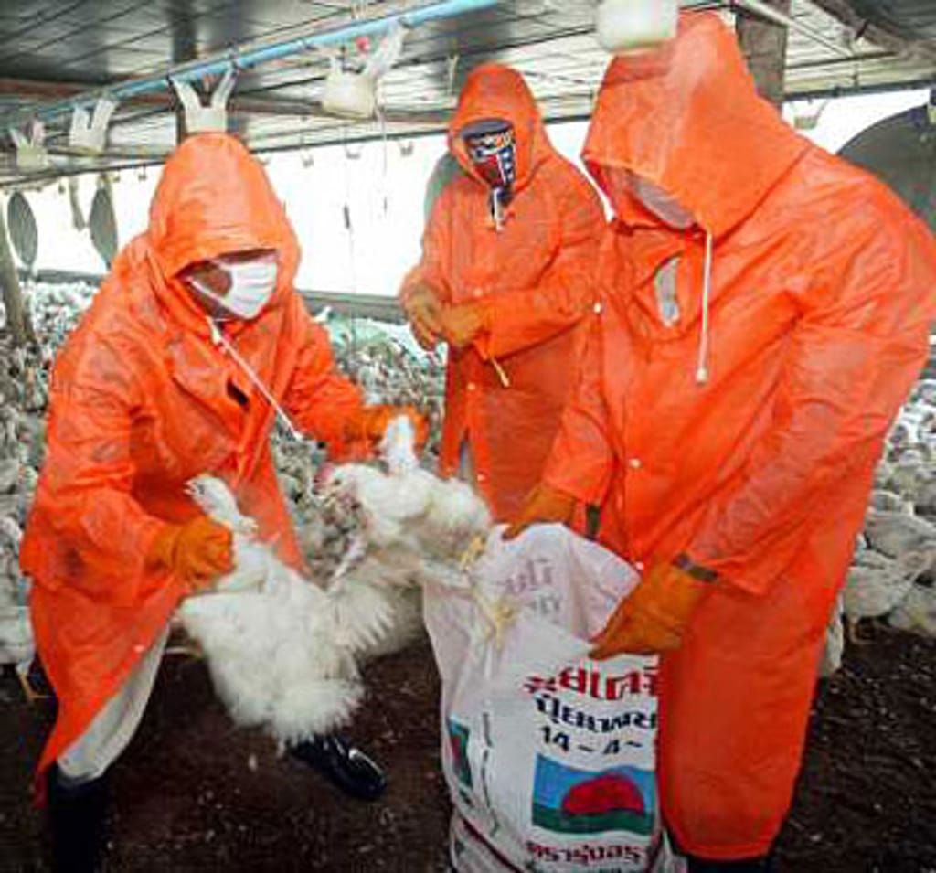 Combate à gripe das aves na Ásia (arquivo)