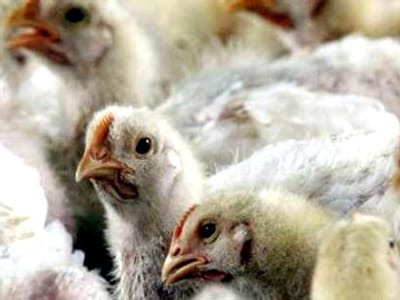Portugal tem plano de contingência contra gripe das aves - TVI