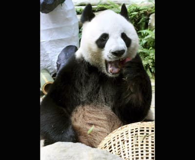 Panda gigante pode desaparecer em duas gerações - TVI