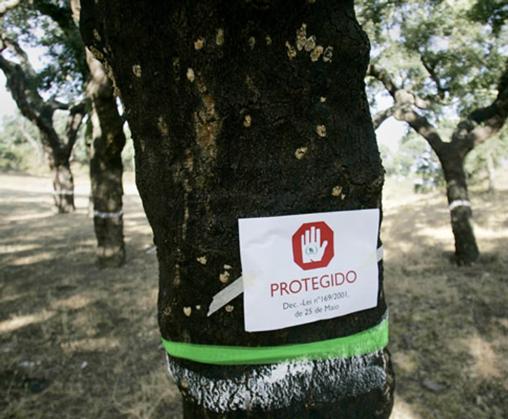 Protesto da Quercus contra abate de sobreiros