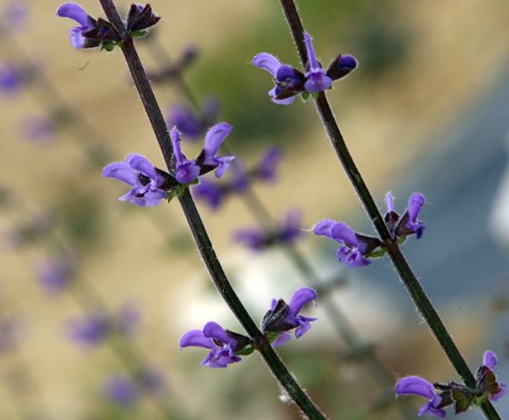 Salvia, uma planta que ajuda doentes de Alzheimer