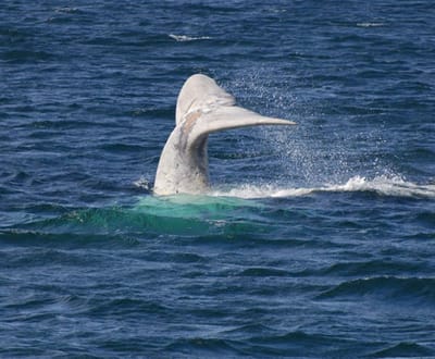 Avistada baleia rara junto da costa australiana - TVI