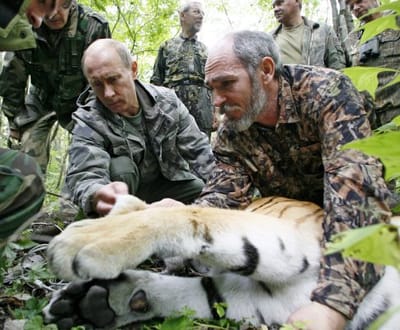 Putin salva equipa de televisão de tigre siberiano - TVI