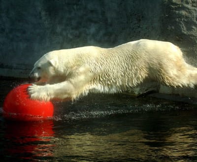 Urso polar ainda pode ser salvo - TVI