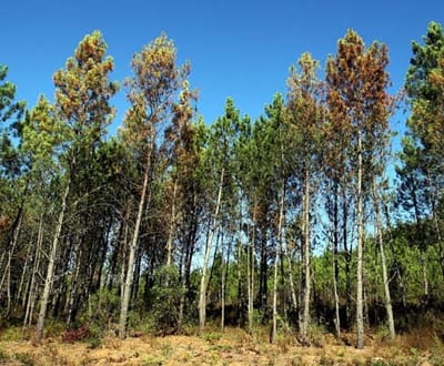 Doença do pinheiro: produtores em dificuldades (fotos) - TVI