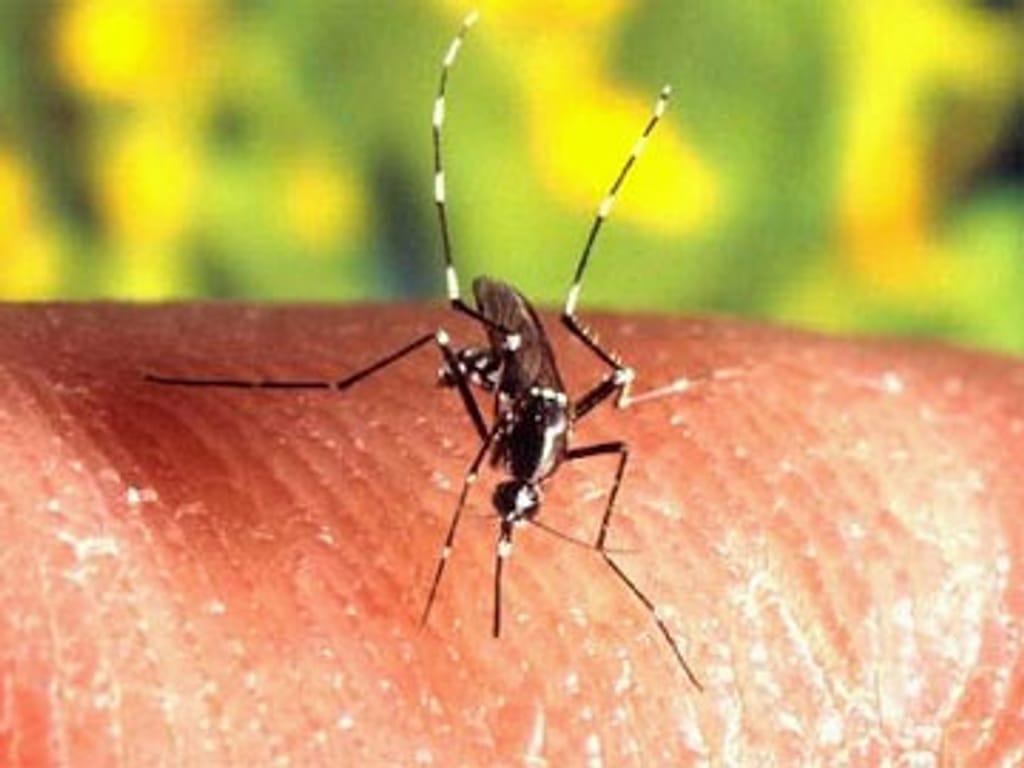 Mosquito do dengue pode chegar ao Sul da Europa