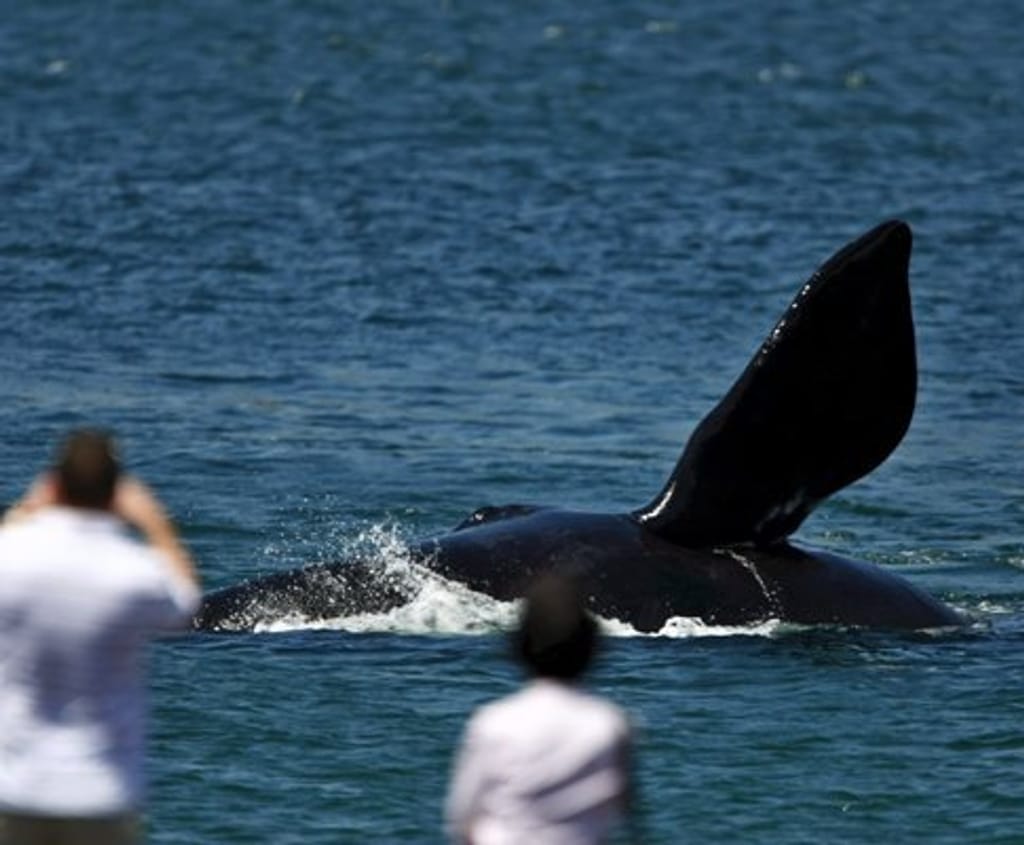 Baleias na África do Sul