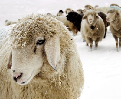 Disfarçaram-se de ovelhas para fugir à polícia - TVI