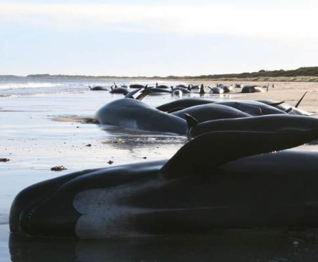 Baleias dão à costa na Austrália