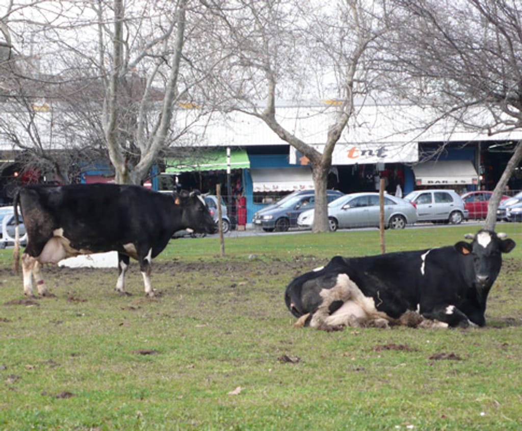 Vacas pastam na Praça de Espanha