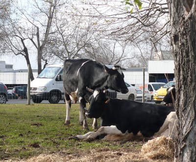 Vacas: governo açoriano critica defensores dos animais - TVI