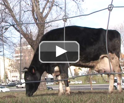 Vacas na Praça de Espanha causam polémica (vídeo e fotos) - TVI