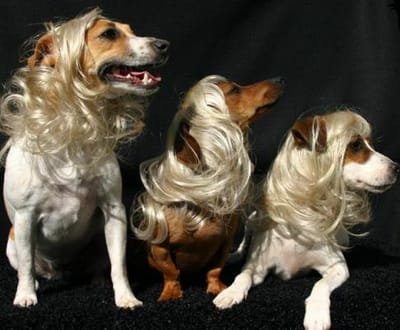 Cães já podem usar peruca (fotos) - TVI