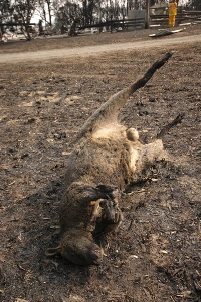 Milhares de animais fogem dos incêndios - TVI
