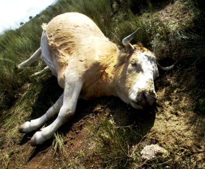 Já se sabe o que matou as vacas no Alentejo - TVI