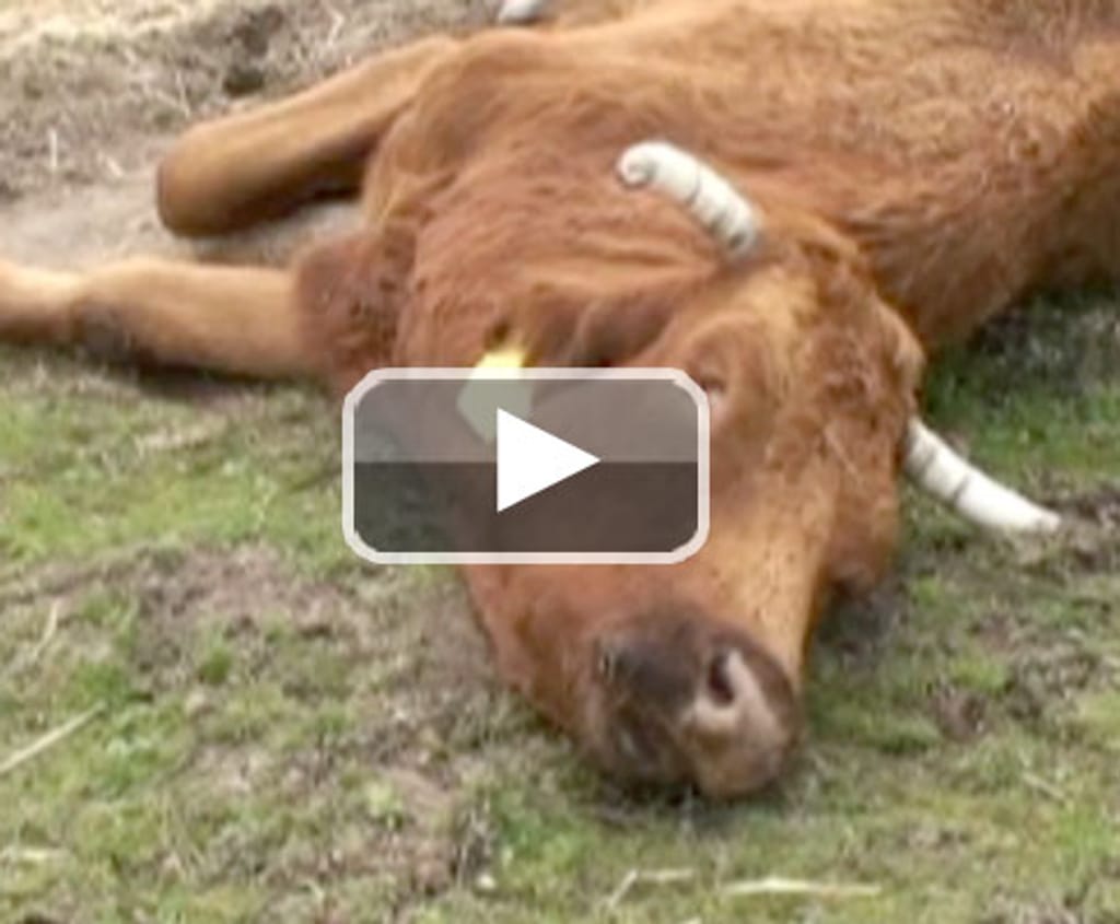 Dezenas de vacas aparecem mortas em explorações agrícolas