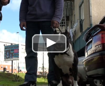 Mais de dez mil cães perigosos em Portugal - TVI