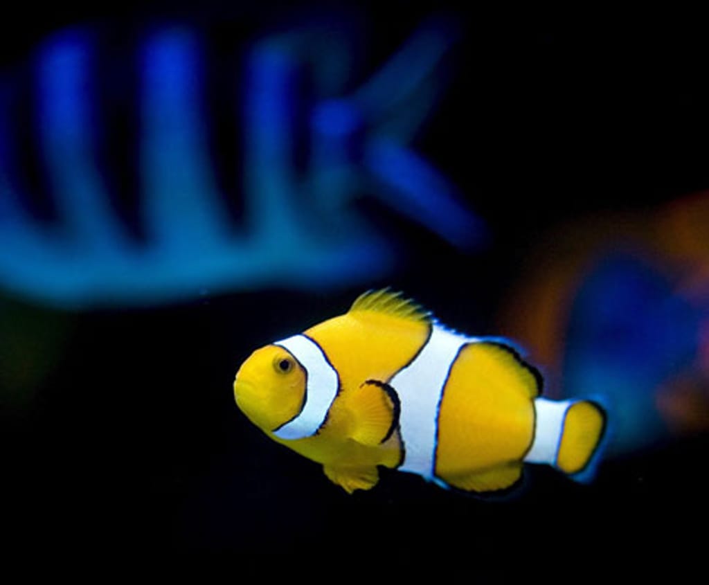 O zoo de Pequim chama-se «Blue». A zona do aquário é das mais visitadas