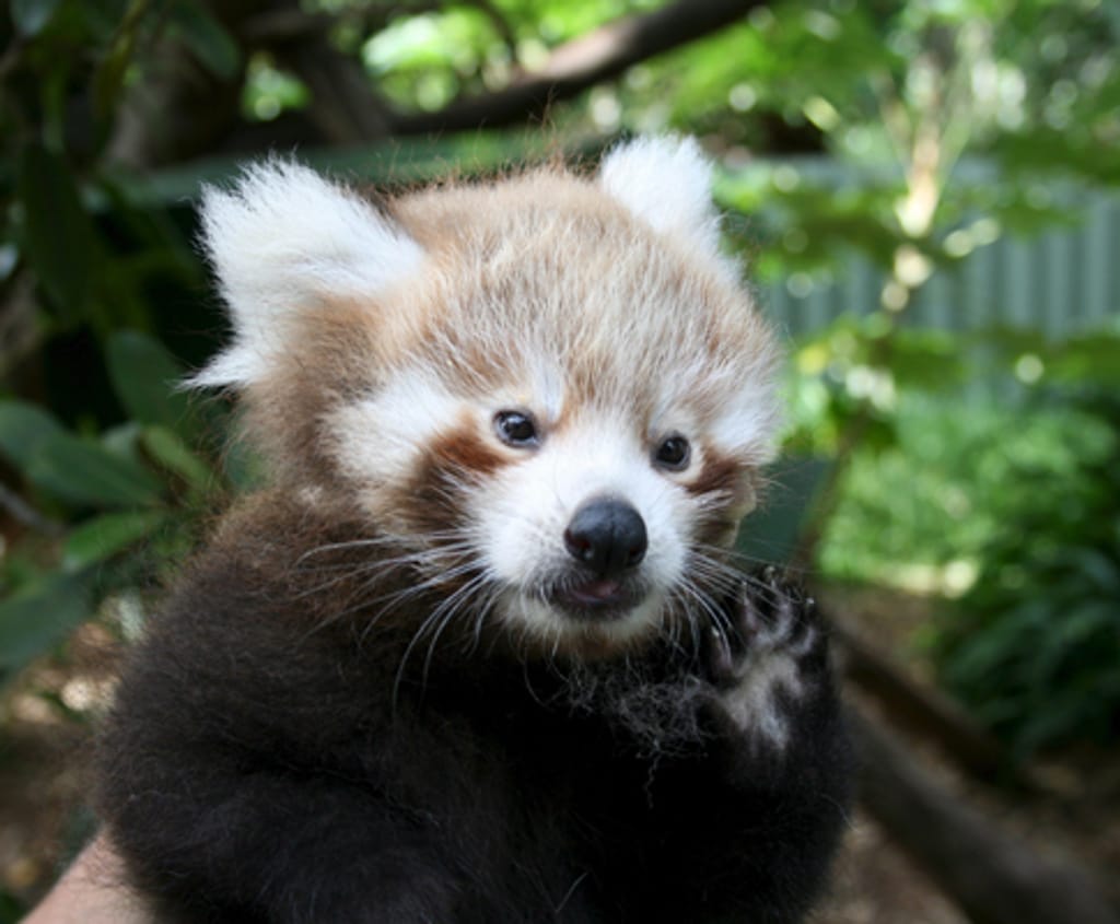 Panda recém-nascido no zoo da Nova Zelãndia