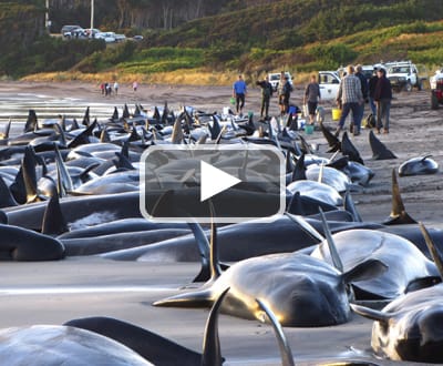 200 baleias e golfinhos encalhados - TVI