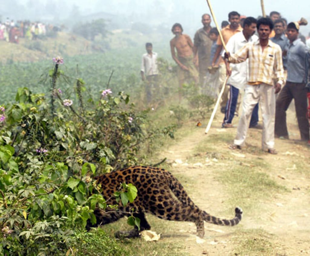 Índia: populares caçam leopardo