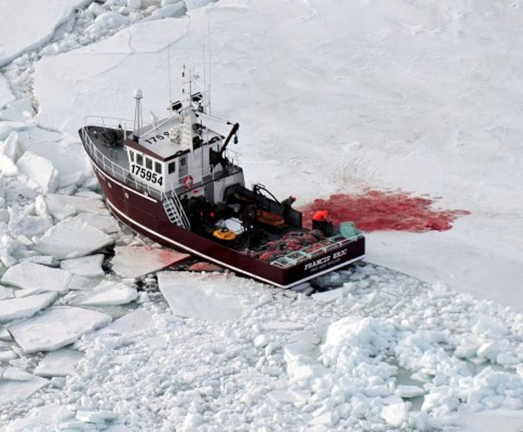 Caça às focas no Canadá