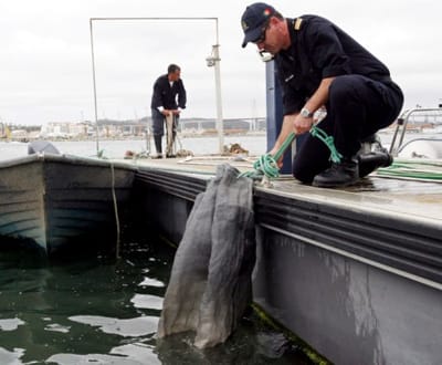 GNR combate pesca ilegal do meixão que pode render 500 euros/quilo - TVI