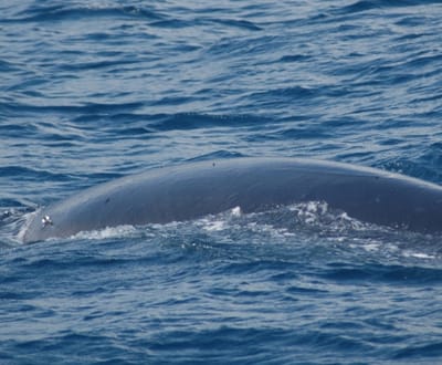 Mais baleias «visitam» os Açores - TVI