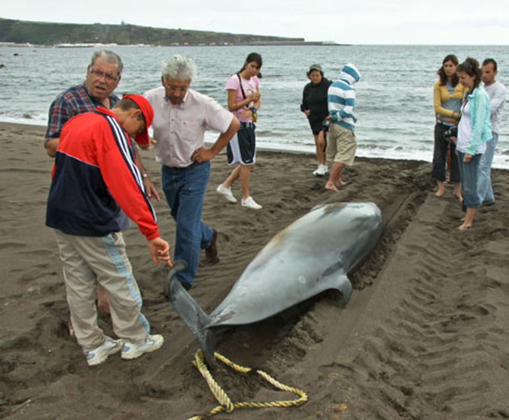Baleia morta na praia da Vitória