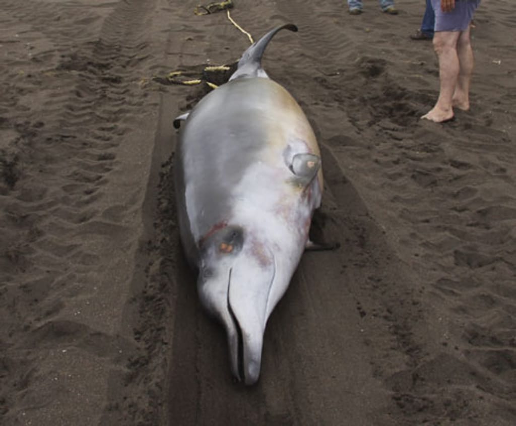 Baleia morta na praia da Vitória