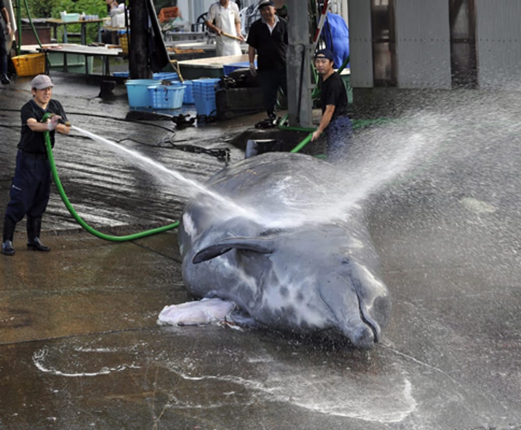 Matadouro de baleias no Japão