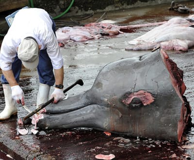 Austrália processa Japão por causa da pesca de baleias - TVI