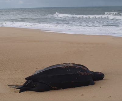 EUA tentam salvar crias de tartarugas do derrame de óleo - TVI