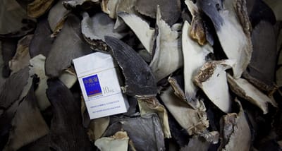 China: fim da sopa de barbatana de tubarão em banquetes oficiais - TVI