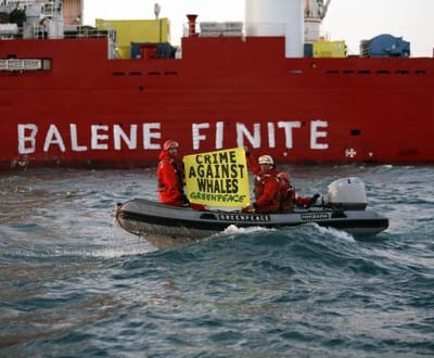Greenpeace tenta salvar baleias em Itália - TVI