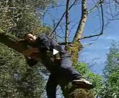 Hoje é... o dia internacional de subir às árvores - TVI