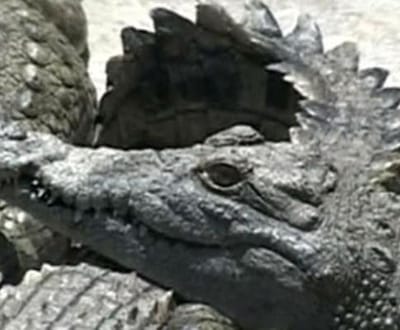 Crocodilo come tubarão na Austrália à frente de turistas - TVI