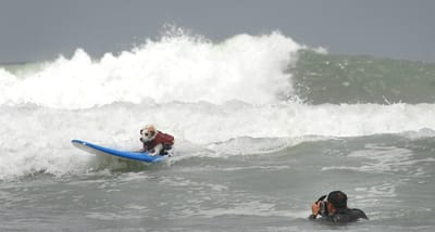 Esposende abre duas praias para cães - TVI