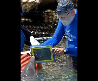 Merlin, o golfinho especialista em iPad - TVI
